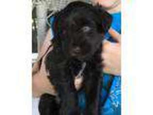 Mutt Puppy for sale in Catoosa, OK, USA
