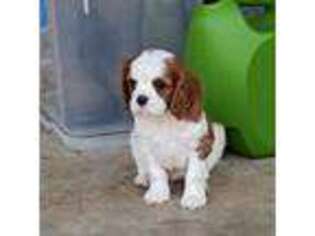Cavalier King Charles Spaniel Puppy for sale in Douglasville, GA, USA