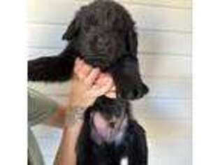 Newfoundland Puppy for sale in Yamhill, OR, USA