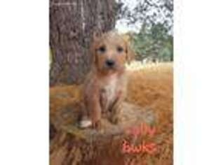 Labradoodle Puppy for sale in Sturgis, MI, USA