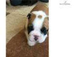 Bulldog Puppy for sale in Ann Arbor, MI, USA