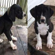 Great Dane Puppy for sale in Mannford, OK, USA