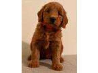 Goldendoodle Puppy for sale in Mount Juliet, TN, USA