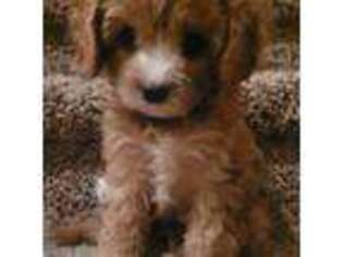 Cavapoo Puppy for sale in Idaho Falls, ID, USA
