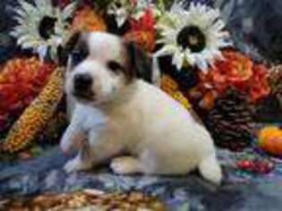 Jack Russell Terrier Puppy for sale in Amite, LA, USA