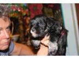 Mutt Puppy for sale in Strawn, TX, USA
