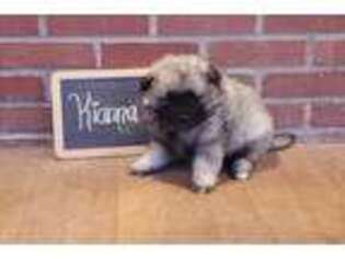 Keeshond Puppy for sale in Mount Pleasant Mills, PA, USA