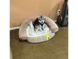 Alaskan Klee Kai Puppy for sale in Spring Valley, CA, USA