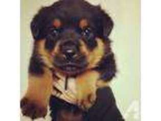 Rottweiler Puppy for sale in WILTON, CA, USA