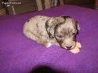 Mutt Puppy for sale in Bargersville, IN, USA