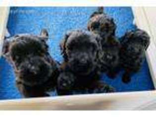Black Russian Terrier Puppy for sale in Prosser, WA, USA