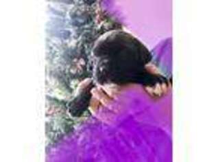 Cane Corso Puppy for sale in Huntsville, AL, USA
