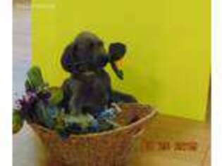 Weimaraner Puppy for sale in Zephyrhills, FL, USA
