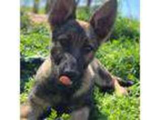 German Shepherd Dog Puppy for sale in Astor, FL, USA