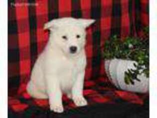 Akita Puppy for sale in Massillon, OH, USA
