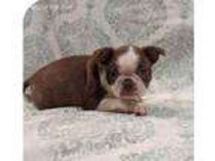 Boston Terrier Puppy for sale in Green Valley, AZ, USA
