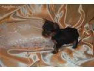 Yorkshire Terrier Puppy for sale in Warrensburg, MO, USA