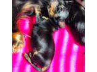 Dachshund Puppy for sale in Dewitt, VA, USA