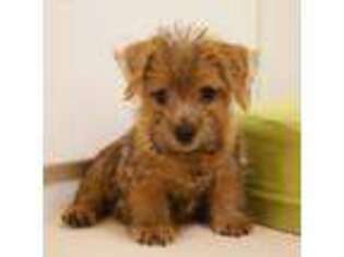 Norfolk Terrier Puppy for sale in Frankfort, KY, USA