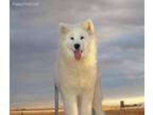 Samoyed Puppy for sale in Nunn, CO, USA