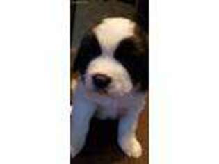 Saint Bernard Puppy for sale in White City, OR, USA