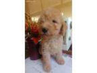 Labradoodle Puppy for sale in Nunnelly, TN, USA