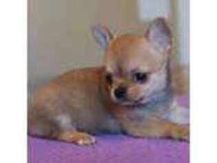 Chihuahua Puppy for sale in Marcy, NY, USA