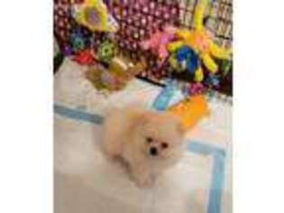 Pomeranian Puppy for sale in Calhoun, GA, USA