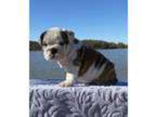 Bulldog Puppy for sale in Ranger, TX, USA