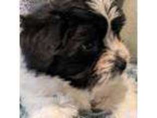 Coton de Tulear Puppy for sale in Cassville, MO, USA