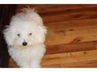 Bichon Frise Puppy for sale in Asheville, NC, USA