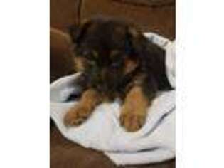 German Shepherd Dog Puppy for sale in Toronto, OH, USA