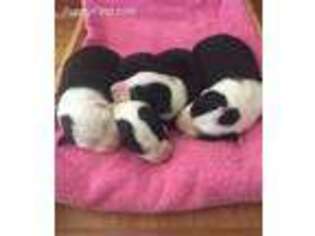 Border Collie Puppy for sale in Lowell, IN, USA