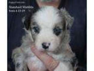 Australian Shepherd Puppy for sale in Lexington, AL, USA