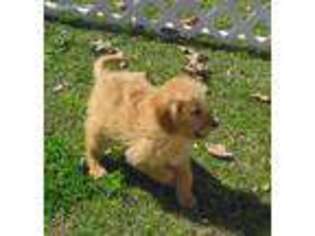 Goldendoodle Puppy for sale in Rattan, OK, USA