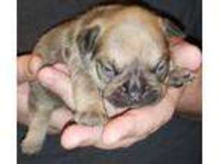 French Bulldog Puppy for sale in Pekin, IL, USA