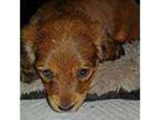 Dachshund Puppy for sale in Eugene, OR, USA