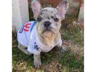 French Bulldog Puppy for sale in Lynwood, CA, USA