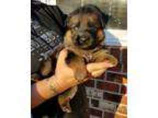 German Shepherd Dog Puppy for sale in Cumberland, VA, USA