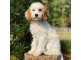 Cavapoo Puppy for sale in Arlington, WA, USA