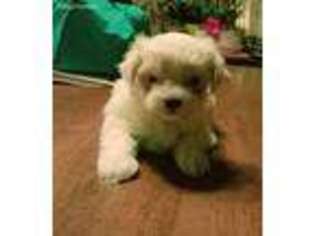 Mal-Shi Puppy for sale in Pascoag, RI, USA