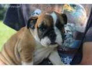 Bulldog Puppy for sale in Charlottesville, VA, USA