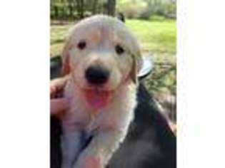 Mutt Puppy for sale in Ripon, WI, USA