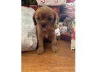 Cavalier King Charles Spaniel Puppy for sale in Birmingham, AL, USA
