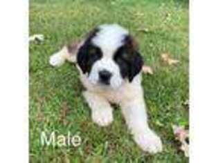 Saint Bernard Puppy for sale in Hayfield, MN, USA
