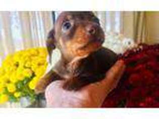 Dachshund Puppy for sale in Pottersville, MO, USA