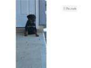 Rottweiler Puppy for sale in Fort Wayne, IN, USA