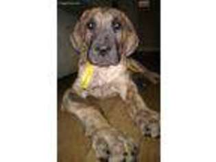 Great Dane Puppy for sale in Saint Charles, MO, USA