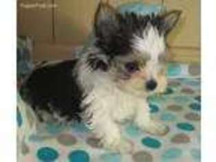 Yorkshire Terrier Puppy for sale in Malin, OR, USA