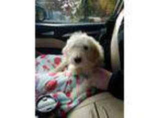 Goldendoodle Puppy for sale in Woodlawn, VA, USA